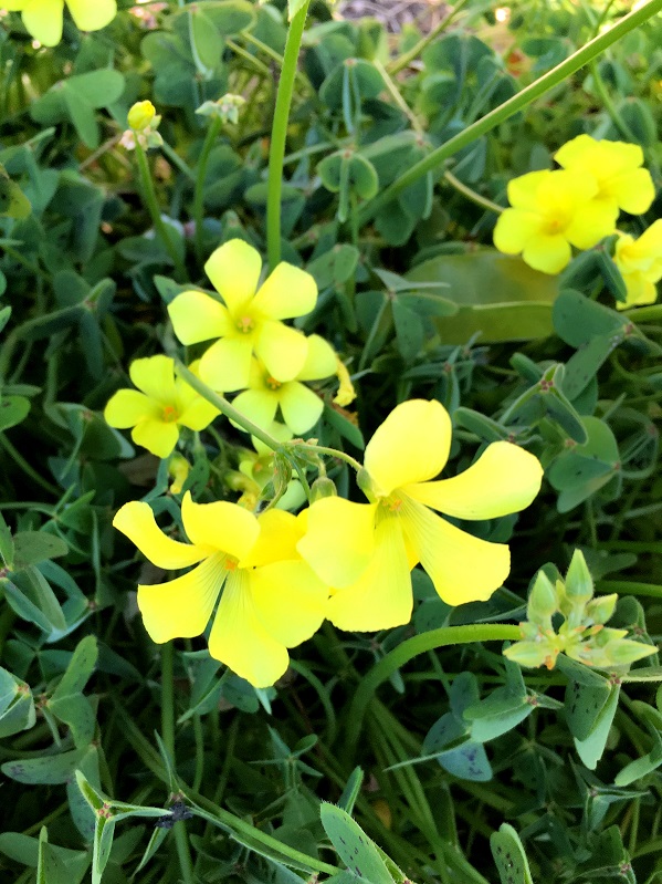 f:id:huukyou:20190124073756j:plain