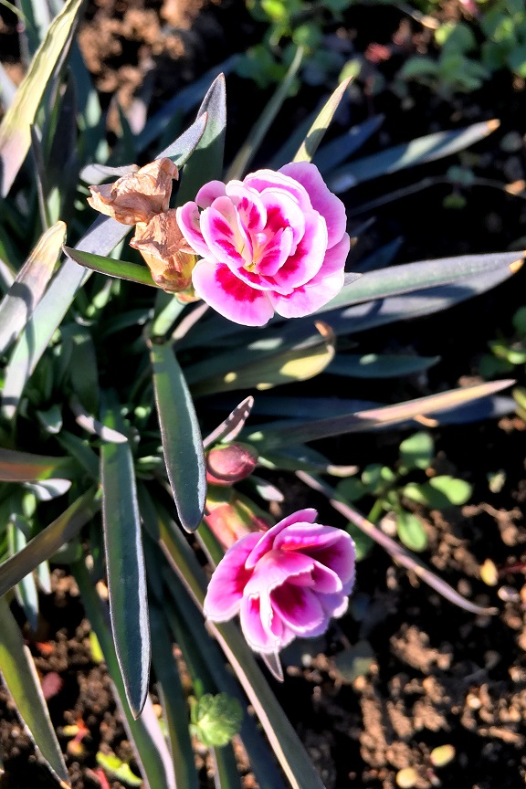 f:id:huukyou:20190128042309j:plain