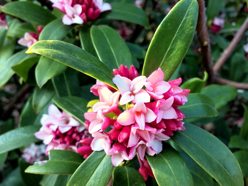 f:id:huukyou:20190227064850j:plain f:id:huukyou:20190227064850j:plain