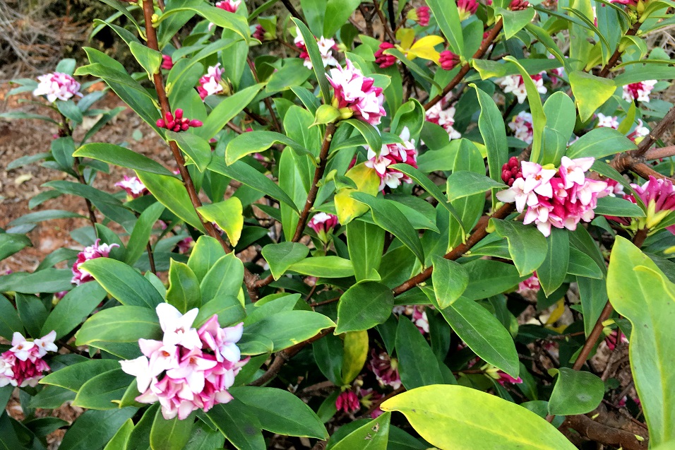 f:id:huukyou:20190227064914j:plain f:id:huukyou:20190227064914j:plain