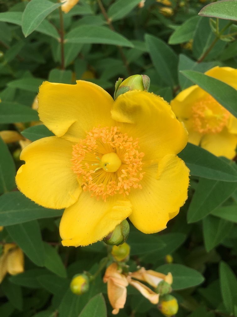 f:id:huukyou:20190530043846j:plain