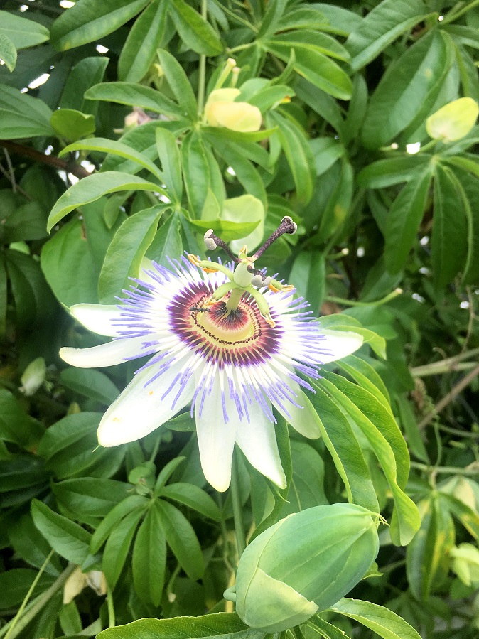 f:id:huukyou:20190612050107j:plain
