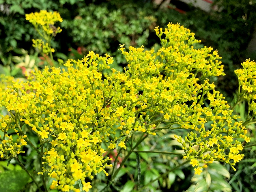 f:id:huukyou:20190720050415j:plain