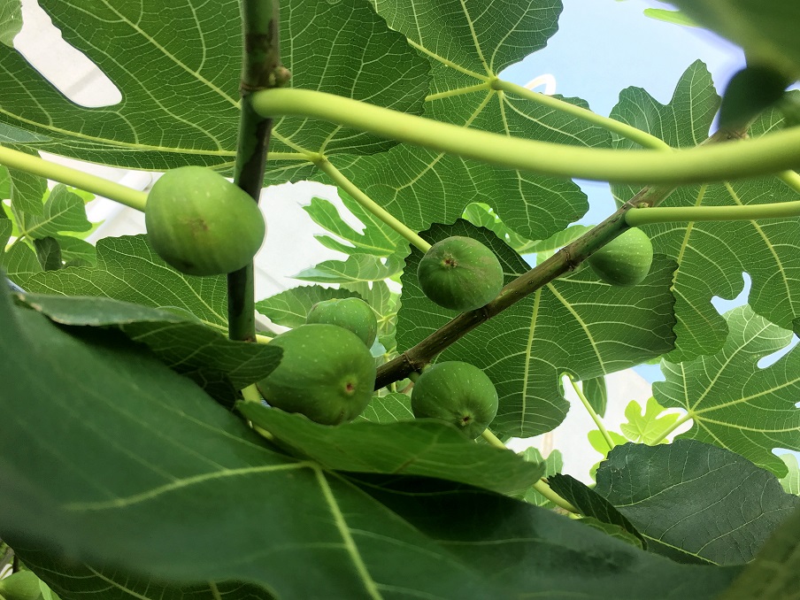 f:id:huukyou:20190729063532j:plain f:id:huukyou:20190729063532j:plain