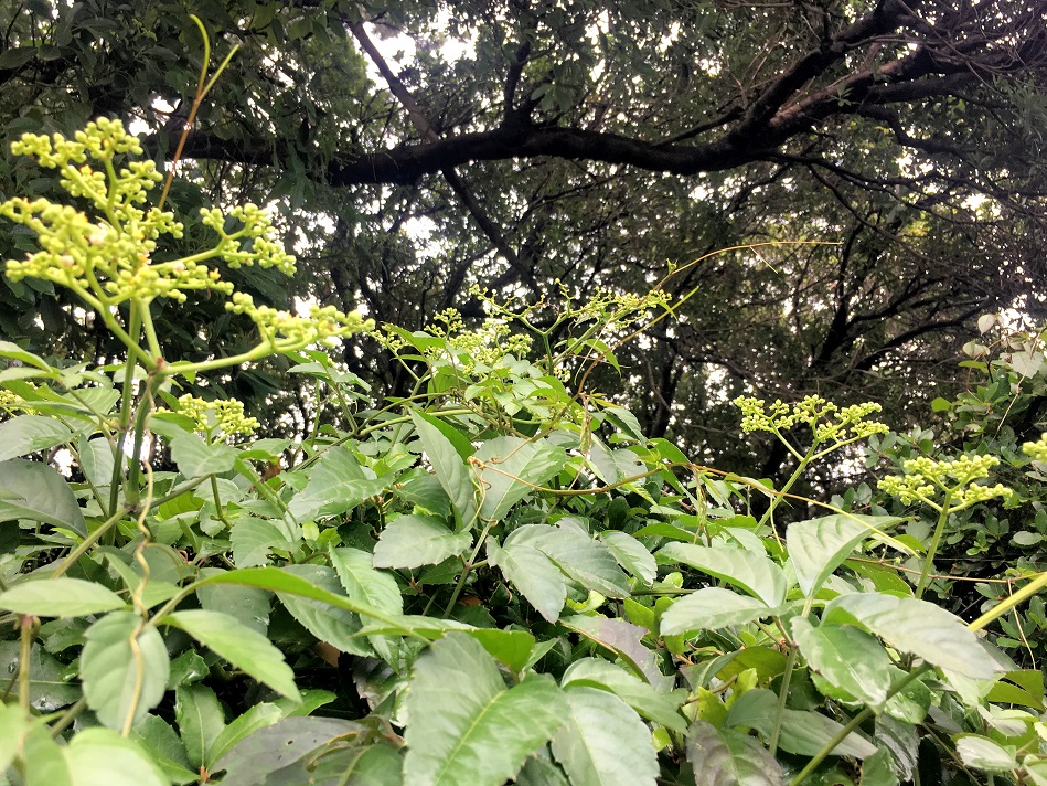 f:id:huukyou:20190816053237j:plain