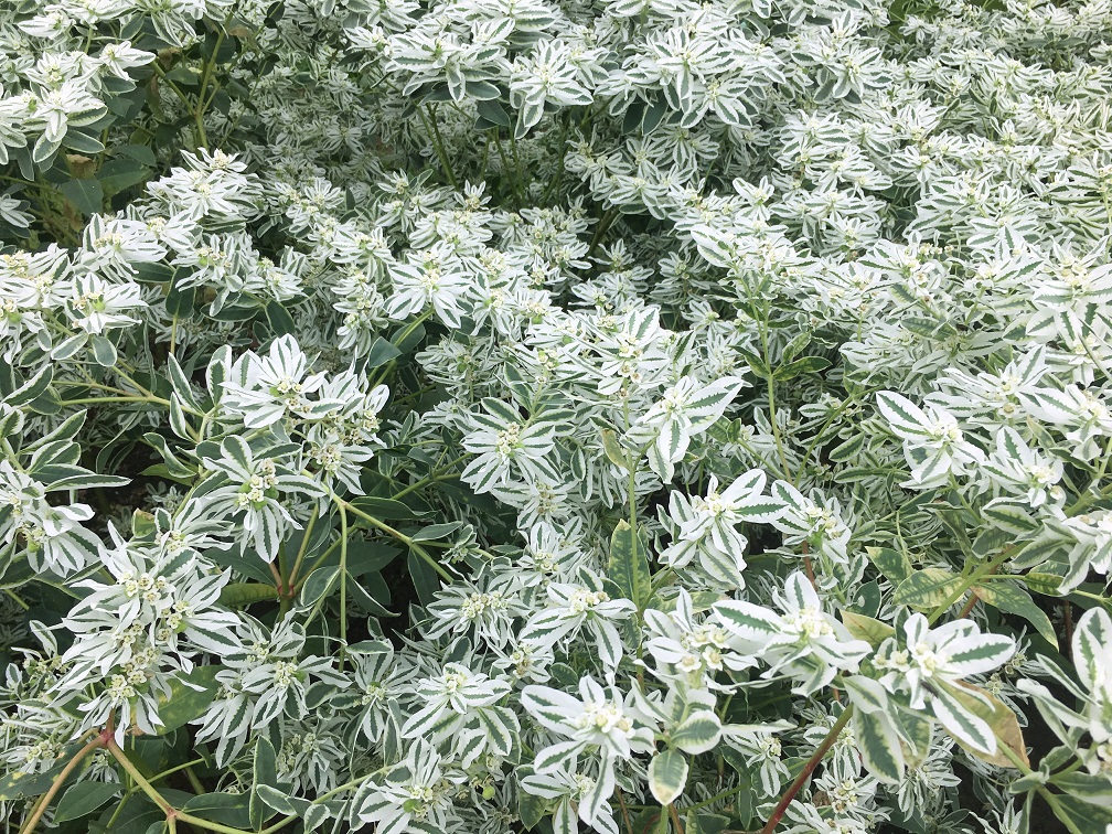 f:id:huukyou:20190904054813j:plain f:id:huukyou:20190904054813j:plain