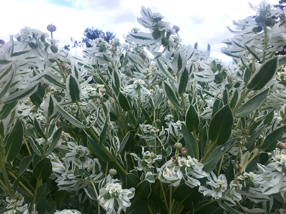 f:id:huukyou:20190904054833j:plain f:id:huukyou:20190904054833j:plain