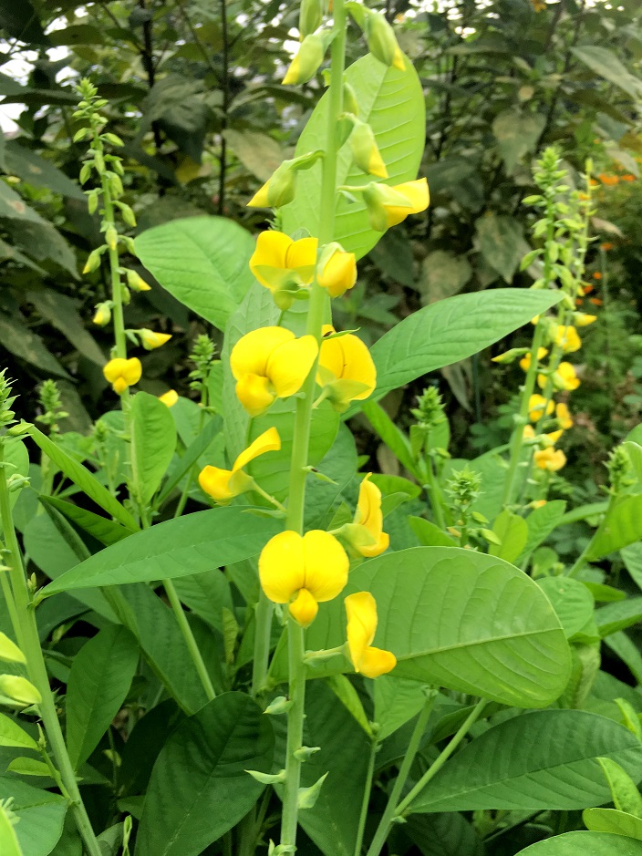 f:id:huukyou:20190906042714j:plain