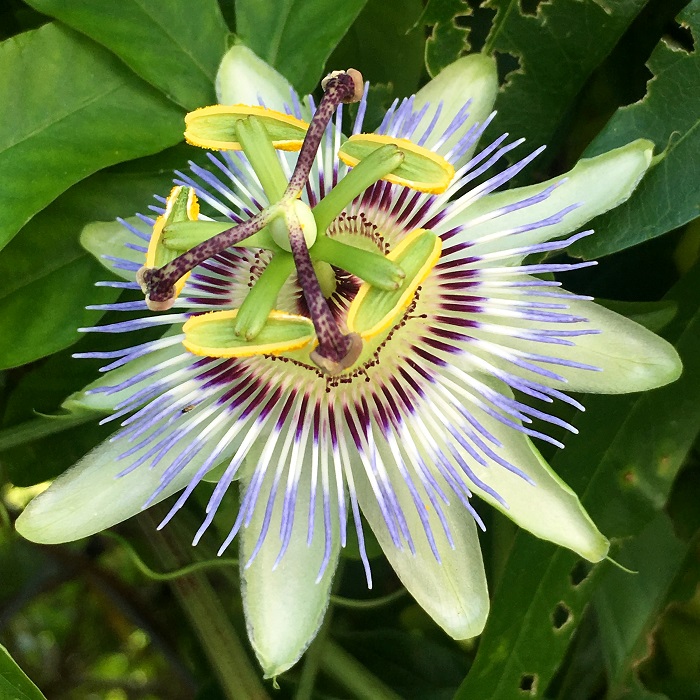 トケイソウ Humanoid K S Diary