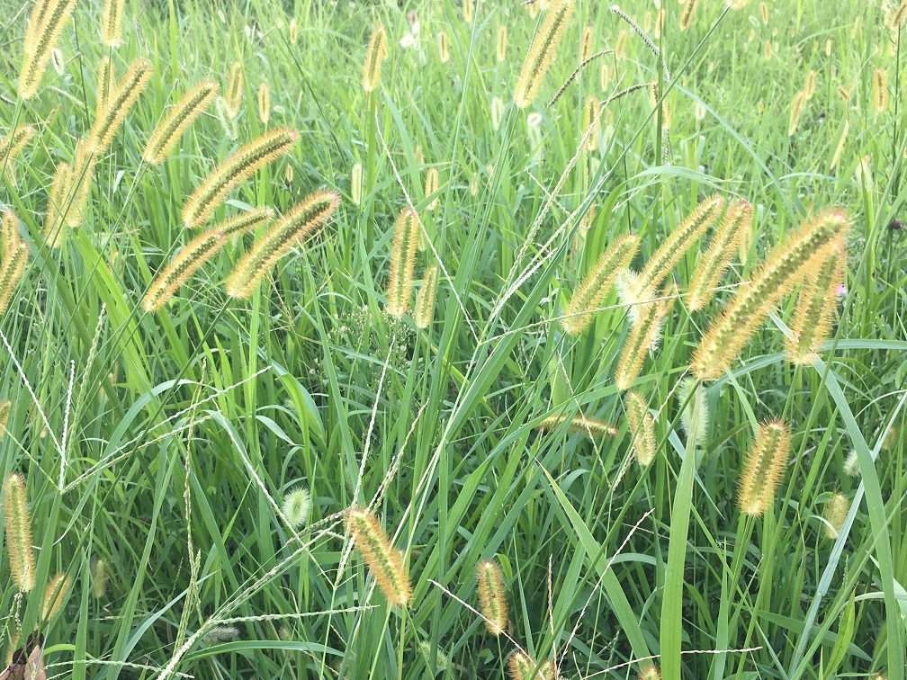 f:id:huukyou:20190922070909j:plain