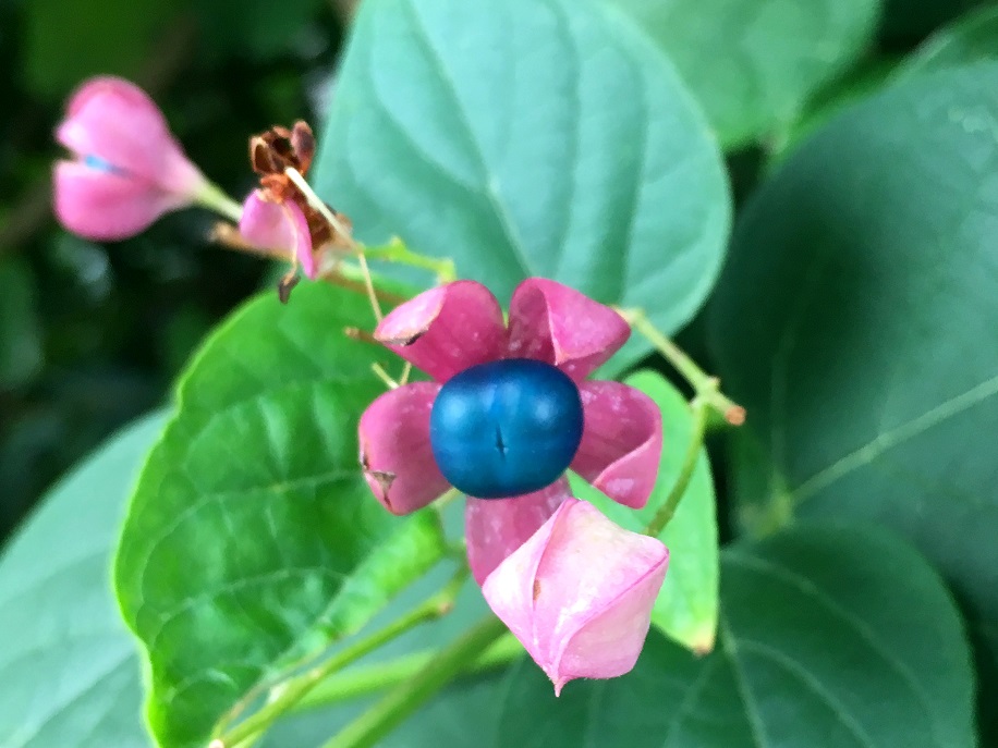f:id:huukyou:20190923043326j:plain