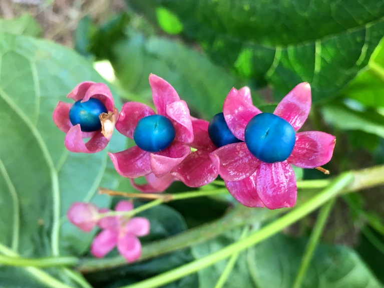 f:id:huukyou:20190923043349j:plain