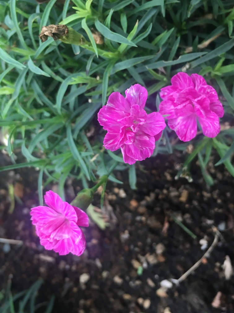 f:id:huukyou:20190927060342j:plain