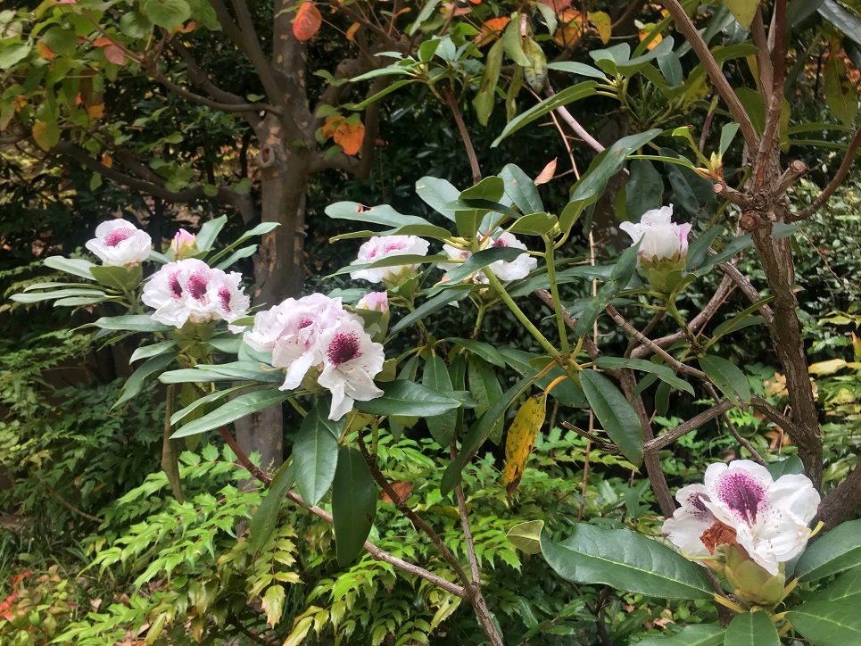 f:id:huukyou:20191117062328j:plain