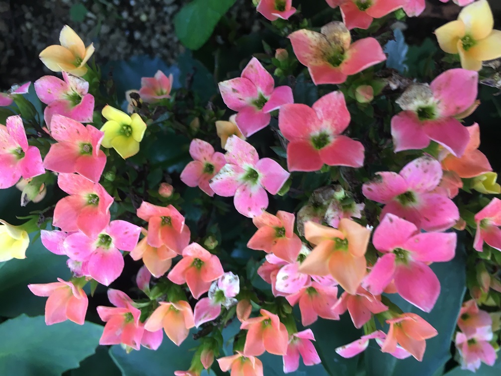 f:id:huukyou:20191205050130j:plain