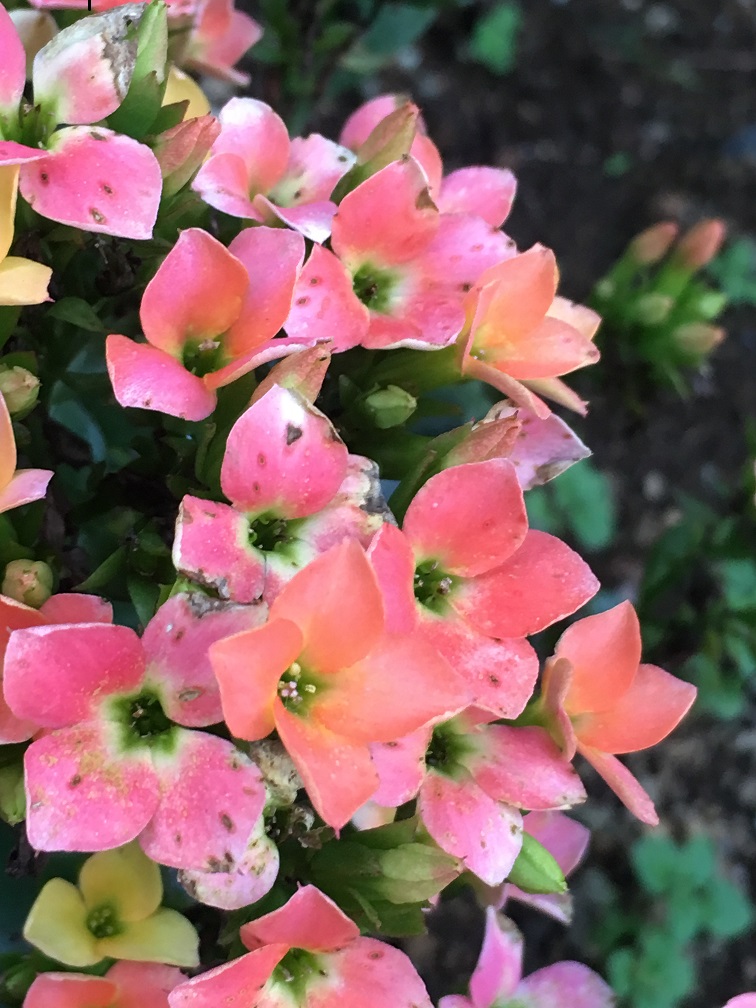 f:id:huukyou:20191205050143j:plain