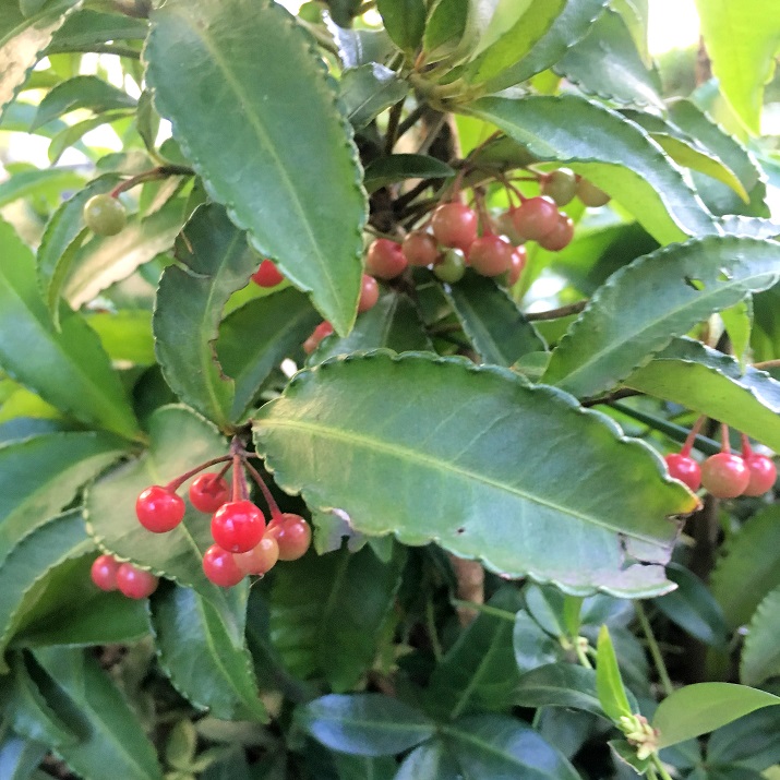 f:id:huukyou:20191207065550j:plain