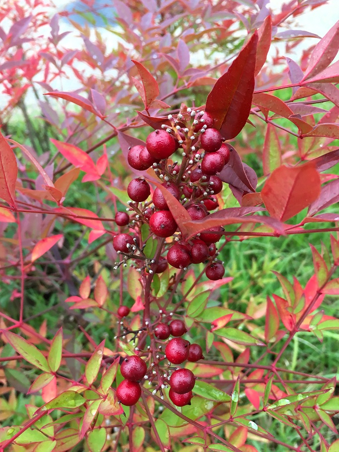 f:id:huukyou:20191208045213j:plain f:id:huukyou:20191208045213j:plain