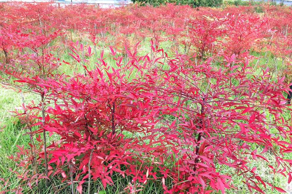 f:id:huukyou:20191208045224j:plain f:id:huukyou:20191208045224j:plain