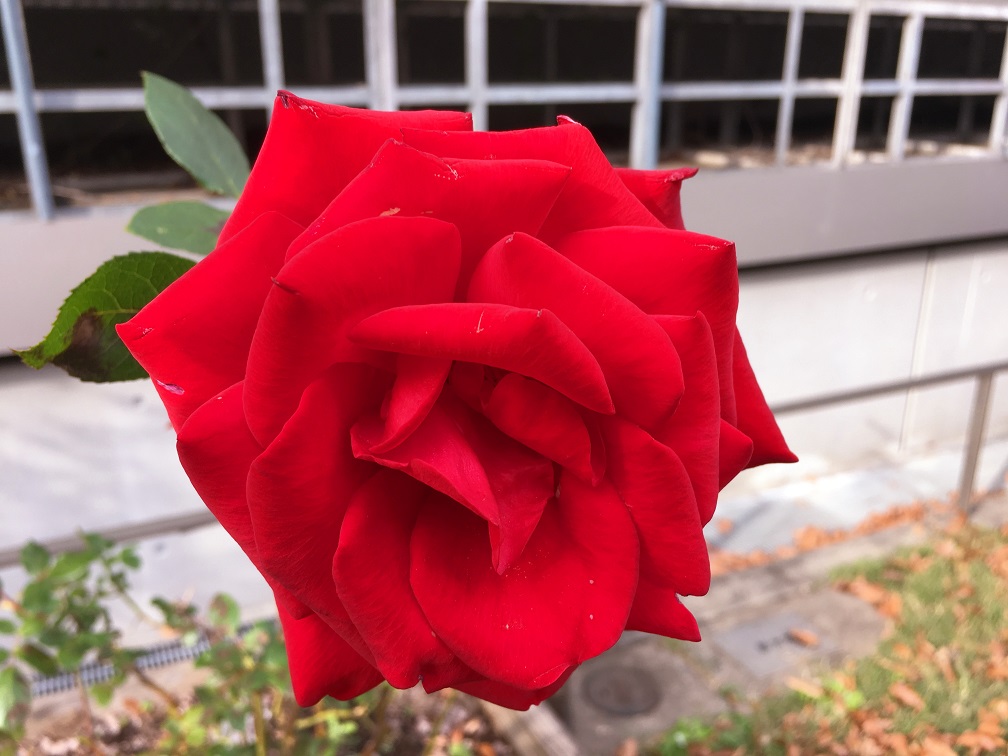 f:id:huukyou:20191212050613j:plain f:id:huukyou:20191212050613j:plain