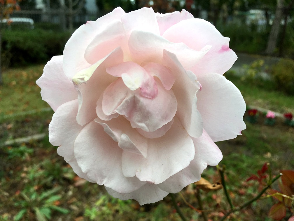 f:id:huukyou:20191212050626j:plain f:id:huukyou:20191212050626j:plain