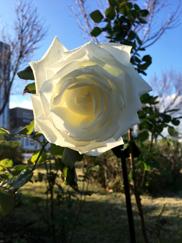 f:id:huukyou:20191212050639j:plain f:id:huukyou:20191212050639j:plain