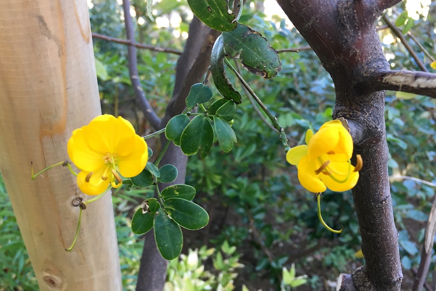 f:id:huukyou:20191217070740j:plain