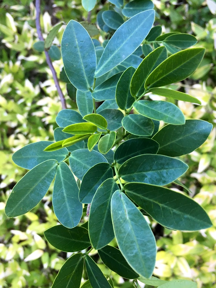 f:id:huukyou:20191217070758j:plain