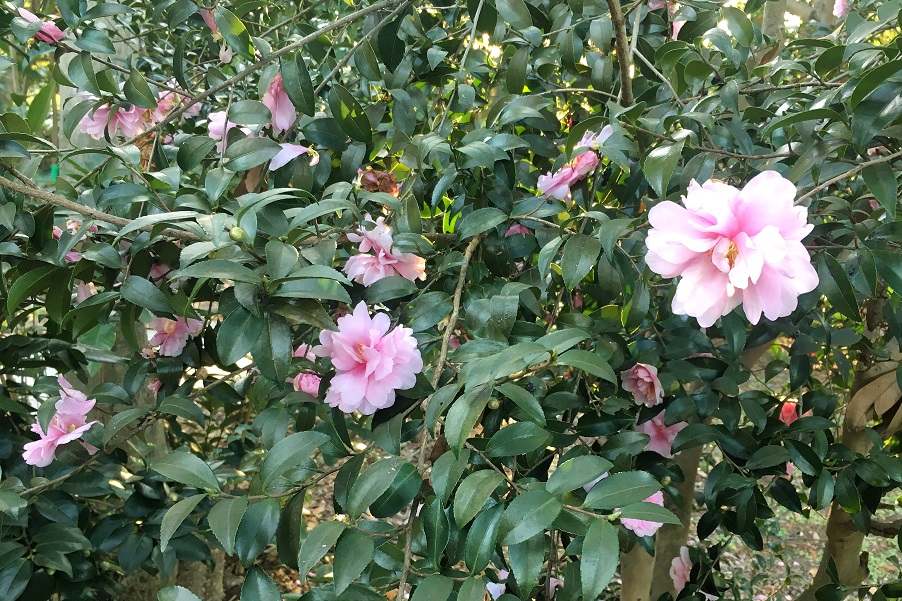 f:id:huukyou:20191221034436j:plain