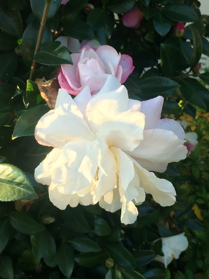 f:id:huukyou:20191221034452j:plain