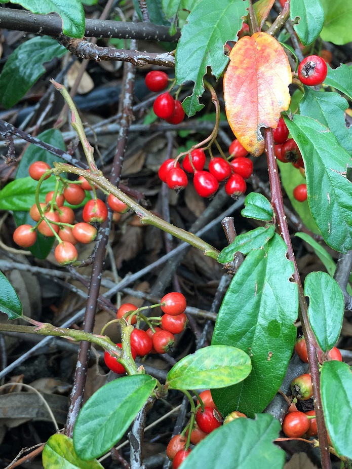 f:id:huukyou:20191222070452j:plain