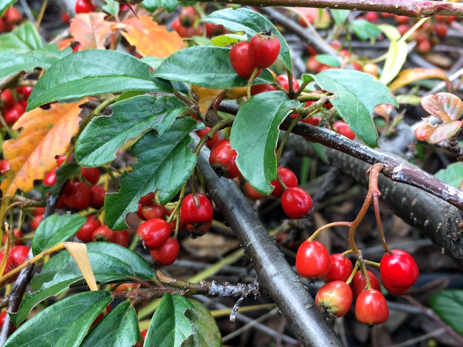 f:id:huukyou:20191222070507j:plain