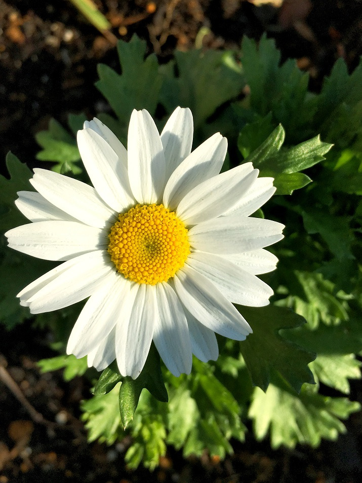 f:id:huukyou:20191223072647j:plain