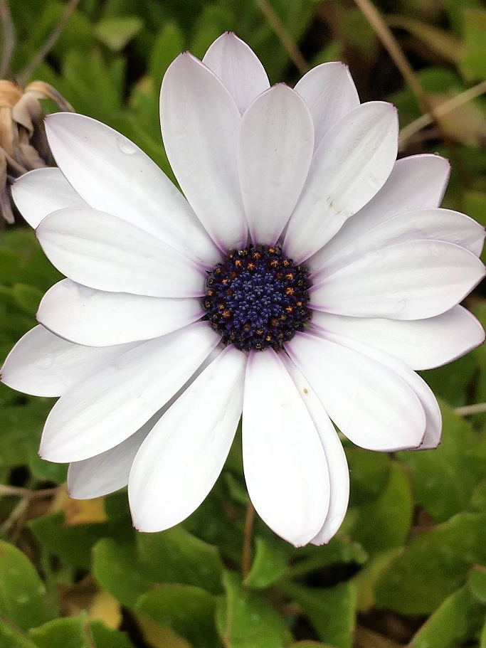 オステオスペルマムなのか それともディモルフォセカか Humanoid K S Diary