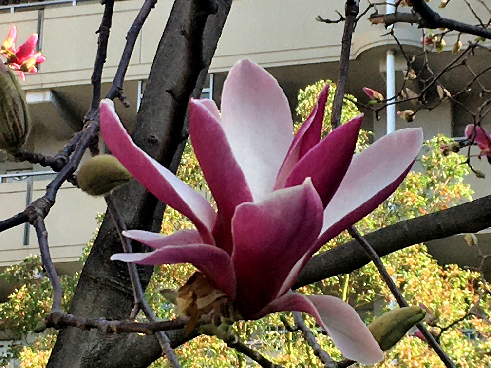 f:id:huukyou:20200320042500j:plain