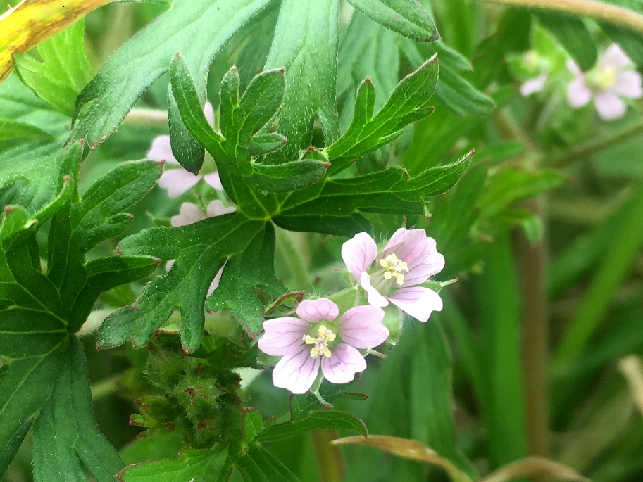 f:id:huukyou:20200408051204j:plain