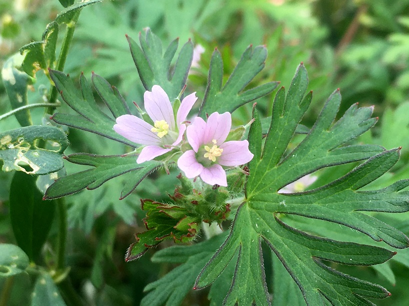 f:id:huukyou:20200408051227j:plain