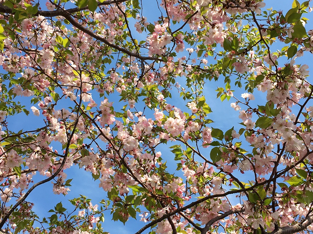 f:id:huukyou:20200412044715j:plain f:id:huukyou:20200412044715j:plain