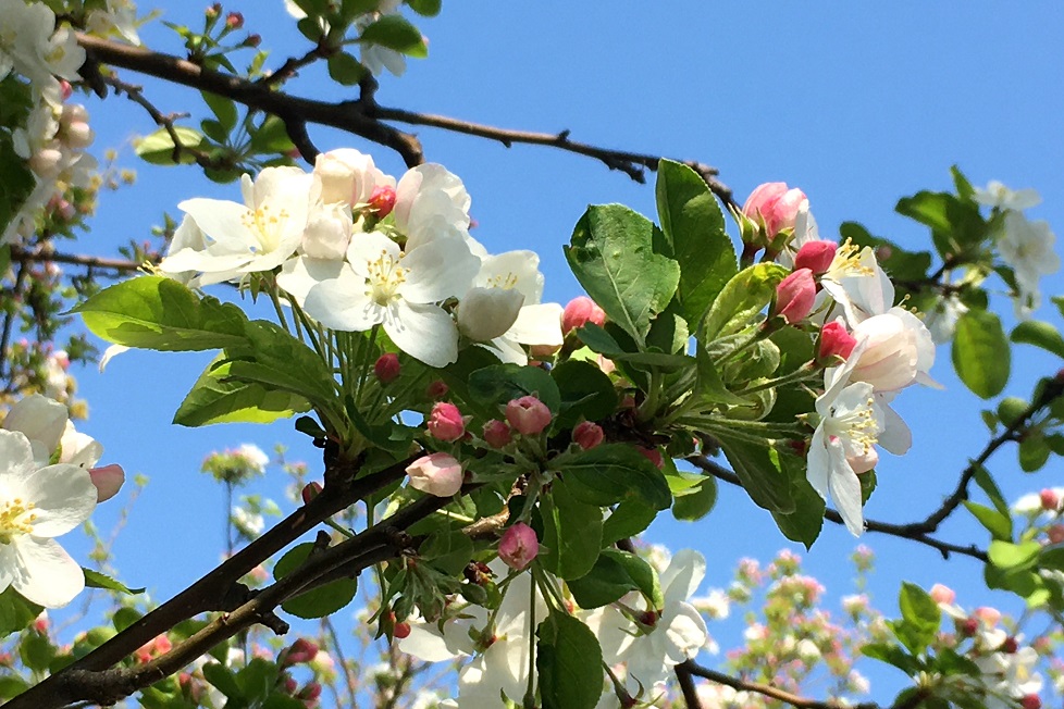 イヌリンゴあるいはヒメリンゴ Humanoid K S Diary