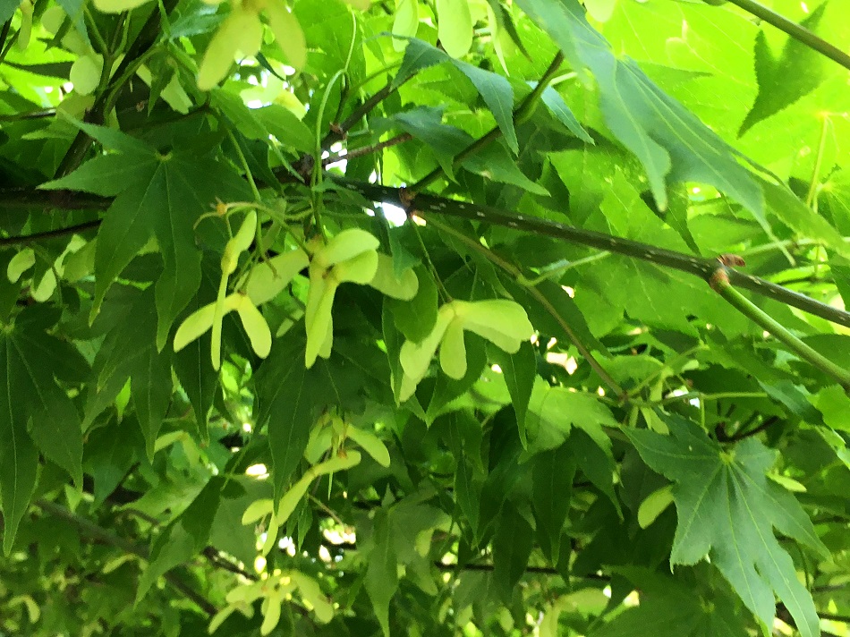 f:id:huukyou:20200504060104j:plain f:id:huukyou:20200504060104j:plain