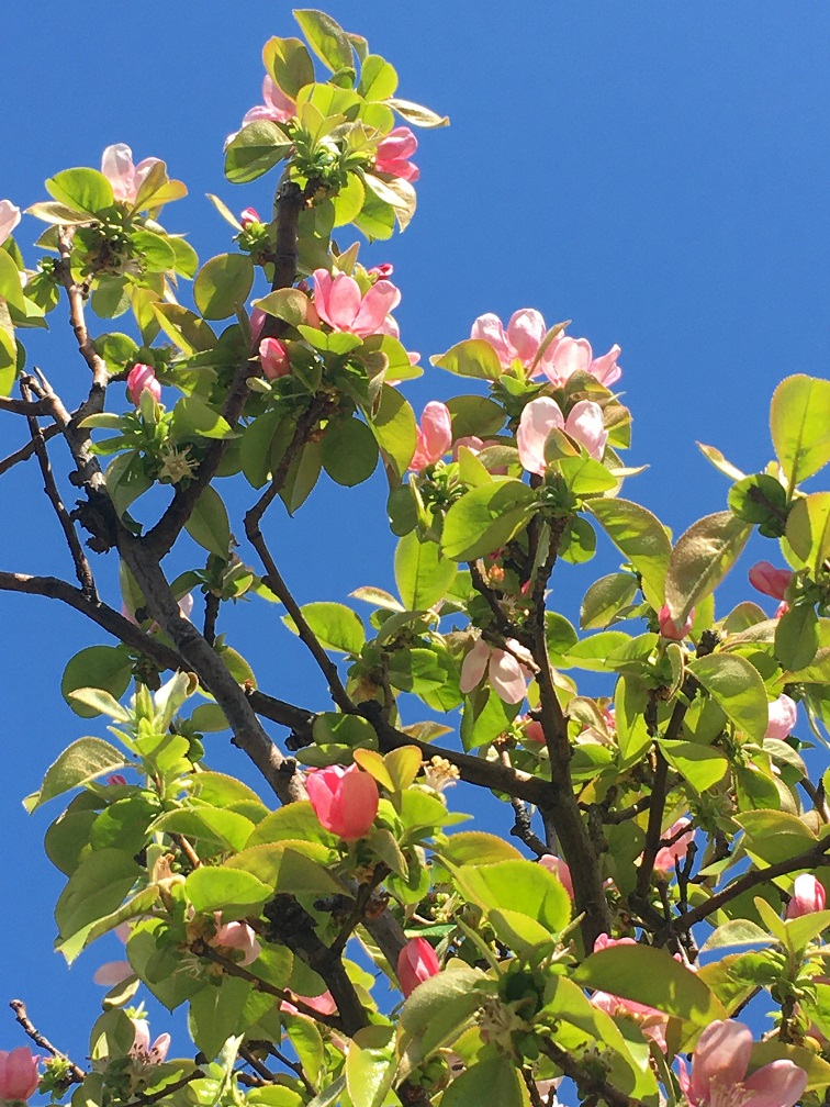 f:id:huukyou:20200508050411j:plain