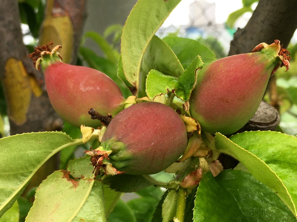 f:id:huukyou:20200508050441j:plain