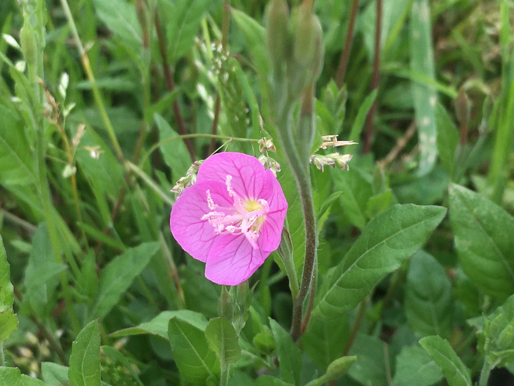 f:id:huukyou:20200510050221j:plain