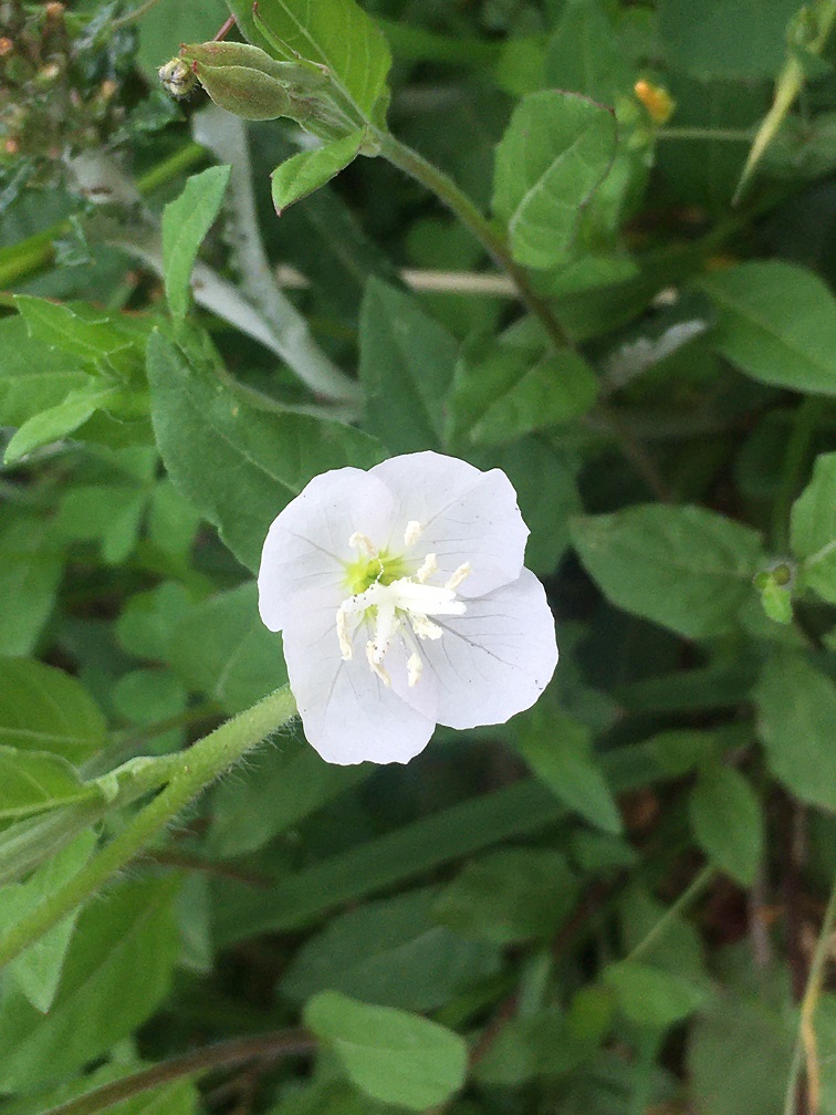 f:id:huukyou:20200510050237j:plain