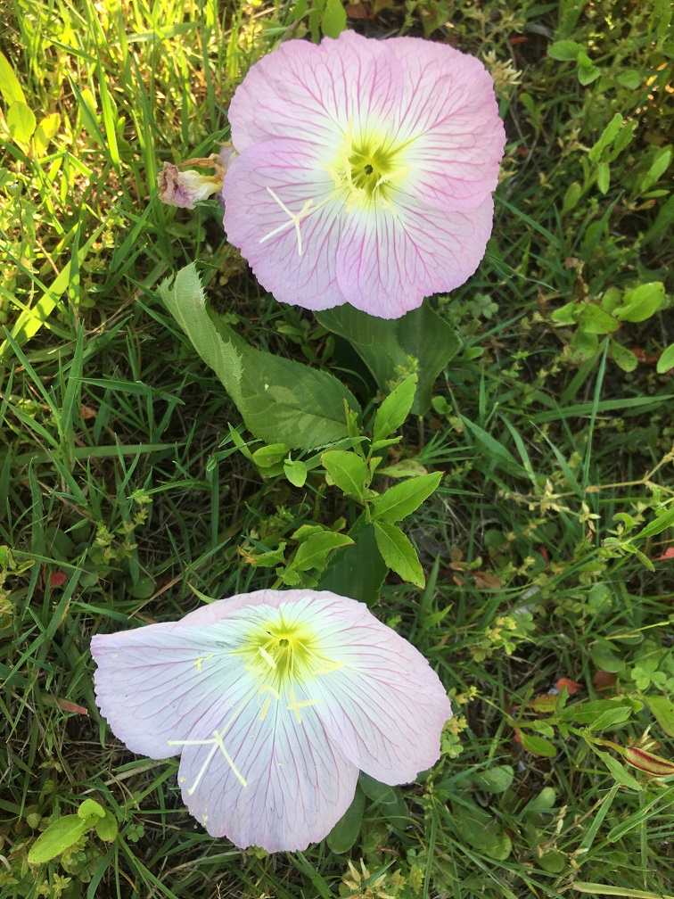 f:id:huukyou:20200510050334j:plain