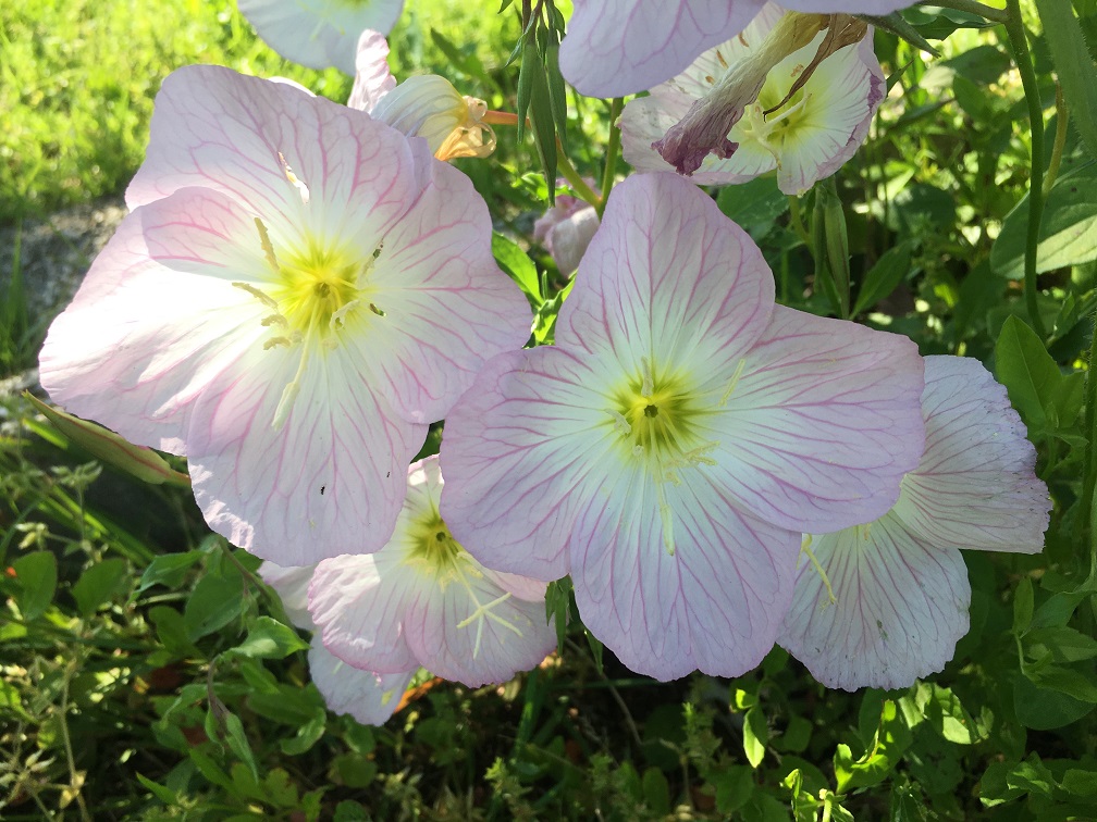 f:id:huukyou:20200510050358j:plain