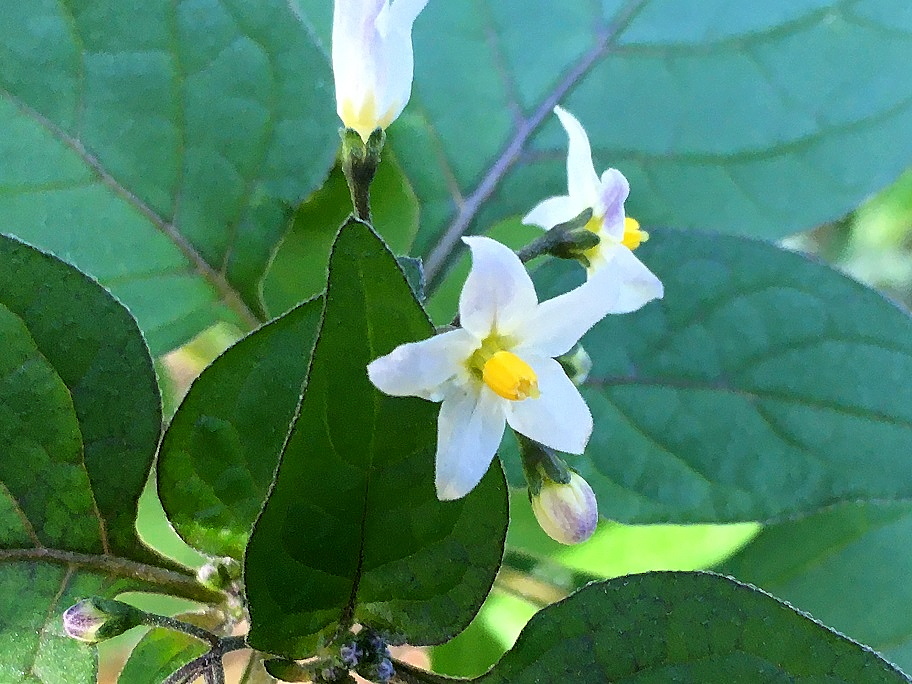 f:id:huukyou:20200608052529j:plain