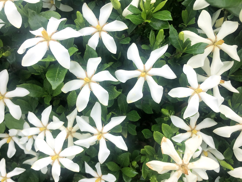 f:id:huukyou:20200612045519j:plain f:id:huukyou:20200612045519j:plain