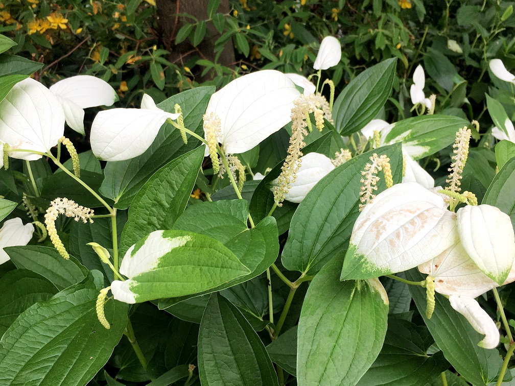 f:id:huukyou:20200622050233j:plain