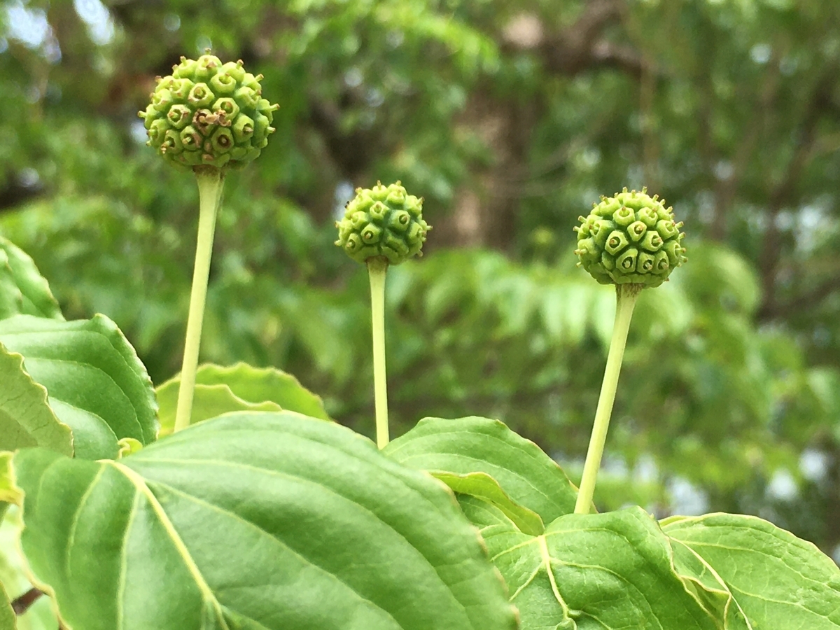 f:id:huukyou:20200630042042j:plain